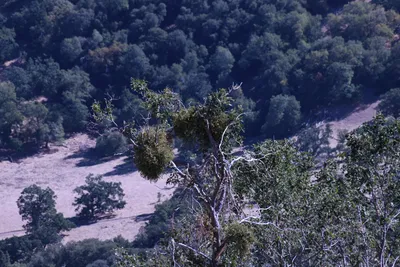 DSC_2219 (Large).JPG